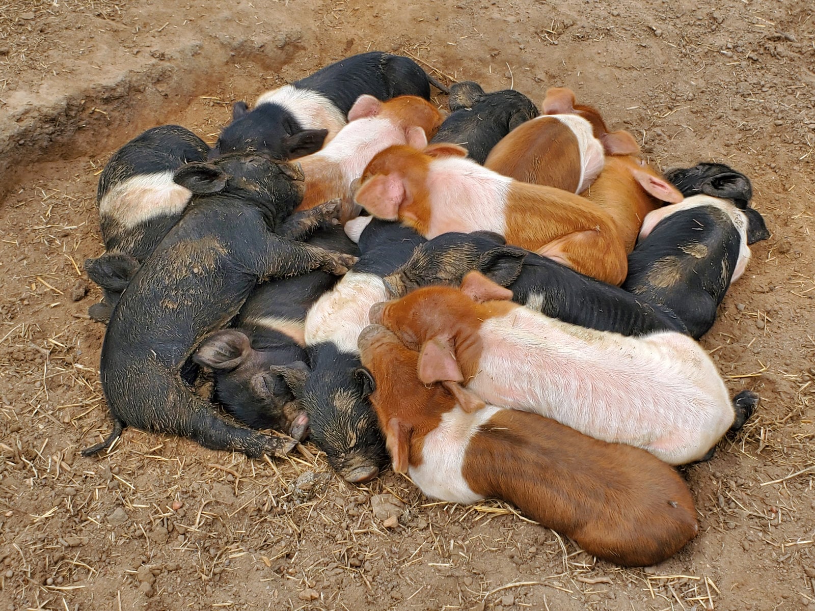 AGH Hamroc Piglets